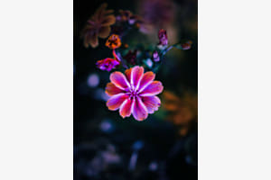 Petal Glow