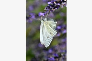 Lavandula 