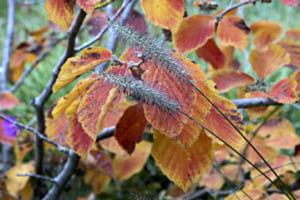 Herbstfarben
