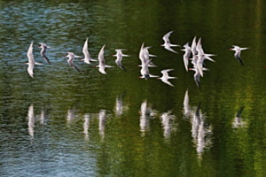 Flussseeschwalben