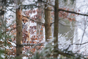 Winter Stille