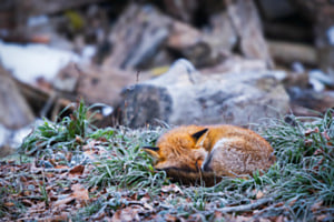 schafender Fuchs 