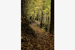 Weg zum Glück