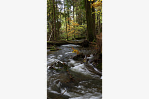 Herbst am Bach