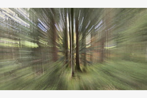 ICM im Wald