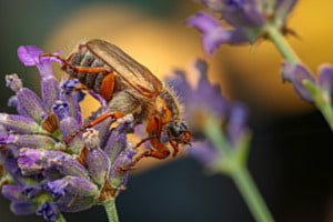 Junikäfer auf Lavendel
