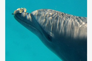 Delfin 