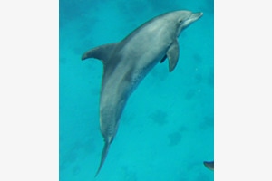 Delfin 