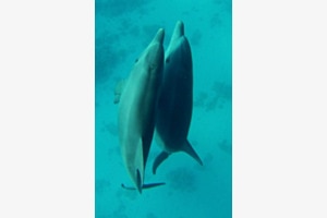 Underwater 