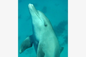 Delfin 