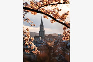 Kirschblüten