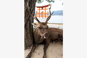 Hirsch auf Miyajima