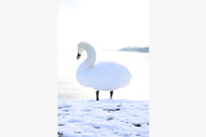 Ganz in Weiss