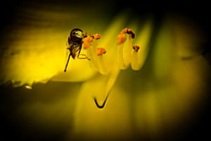 Schwebfliege