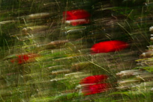 Mohnblüten im Wind