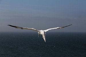 Fly