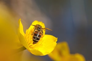 Eintauchen in den Duft des Frühlings - Biene auf Buschwindröschen