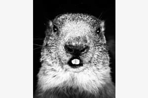 Selfie 