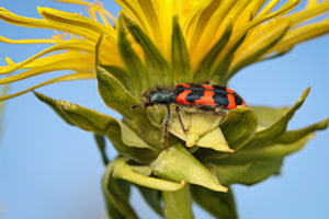 Leuchtende Farben des Frühlings - Bienenkäfer auf Löwenzahnblüte