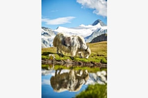 Yakspiegelung im Bergsee