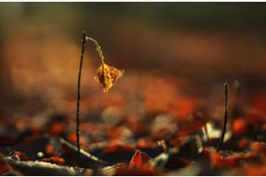 Herbst 