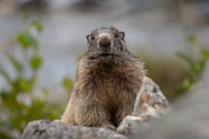 Curious Marmot