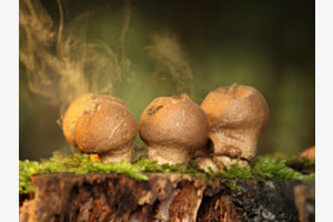 Explodierende Pilze