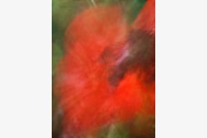 Mohn 