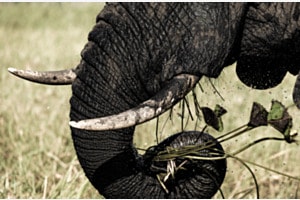Im Okavango Delta Im Okavango Delta