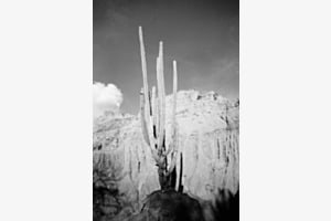 Cactus Cactus