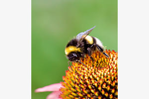 Hummel auf Echinacea