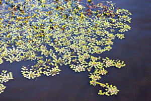 Auf dem Wasser