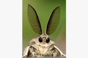 Schwammspinner
