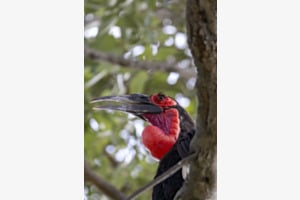 Southern Groundhornbill