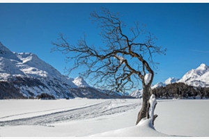 Setantinis Baum