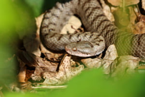 Aspisviper-Weibchen in der Frühlingssonne