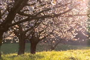 Kirschblüten 