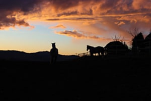 Sonnenuntergang mit Pferden