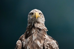 White Tailed Eagle Portrait