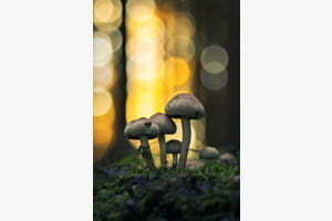 Im goldenen Herbstlicht