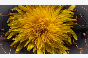 Jaune 