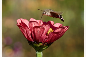 Taubenschwänzchen / Macroglossum stellatarum