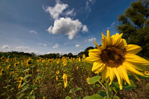 Wolkenhund mit einer Sonnenblume