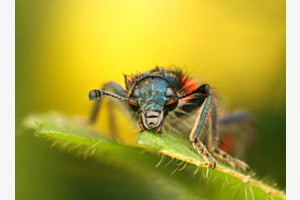 Zottiger Bienenkäfer