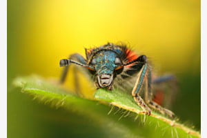 Bienenkäfer bietet ein schillerndes Farbenspiel