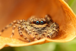 blauäugig