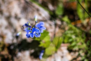 Alpenblüte