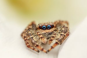 blauäuigig