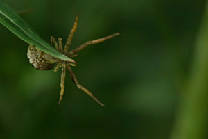 Spinne 