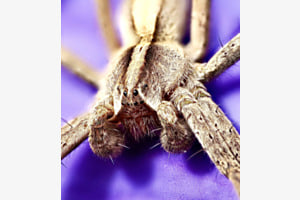 Listspinne / Pisaura mirabilis